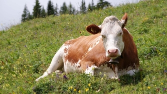 Корова (24 фото)